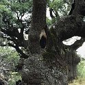 Quercus ilex subsp. ballota  -  SUB-ENDEMISMO IBERICO